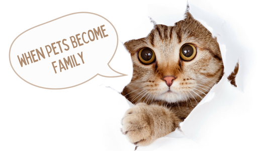 When Pets Become Family | The Unspoken Bond That Warms Every Home 🏡🐾