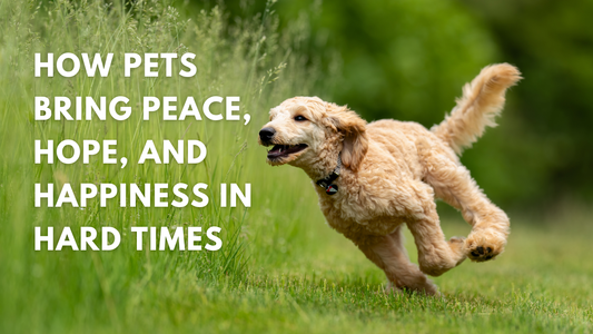 Healing Hearts | How Pets Bring Peace, Hope, and Happiness in Hard Times 🕊️🐾