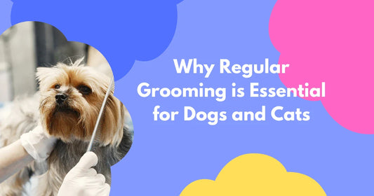 The Benefits of Grooming Your Pets Regularly