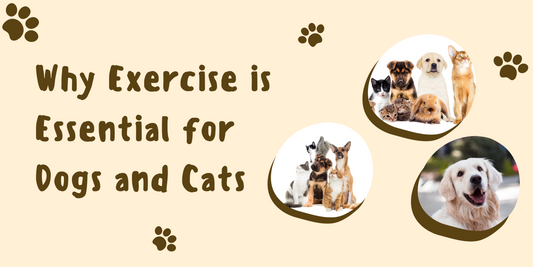 The Importance of Regular Exercise for Pets