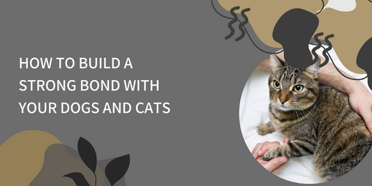 Building a Strong Bond with Your Pets