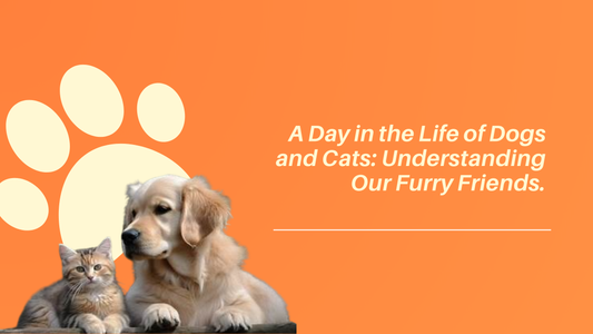 A Day in the Life of Dogs and Cats: Understanding Our Furry Friends