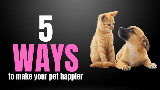 5 simple way to keep pet happy