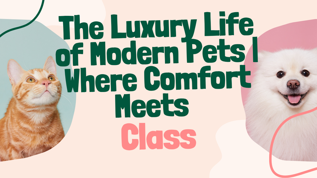 The Luxury Life of Modern Pets | Where Comfort Meets Class 🐾✨