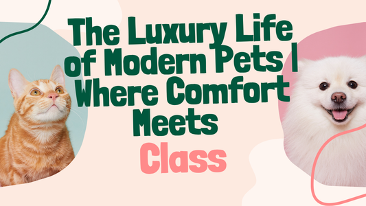 The Luxury Life of Modern Pets | Where Comfort Meets Class 🐾✨