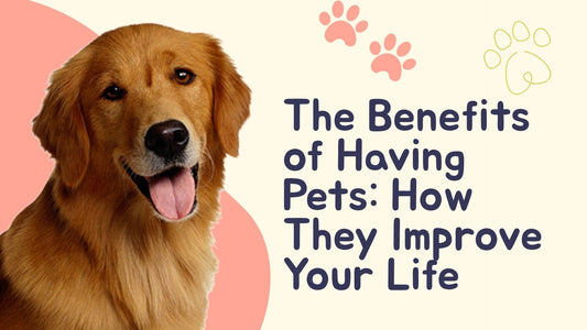 The Benefits of Having Pets: How They Improve Your Life