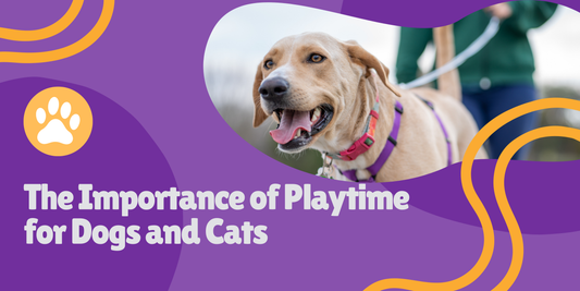 Why Playtime is Important for Dogs and Cats