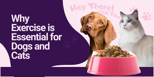 Nutrition Tips for a Healthy Dog and Cat Life