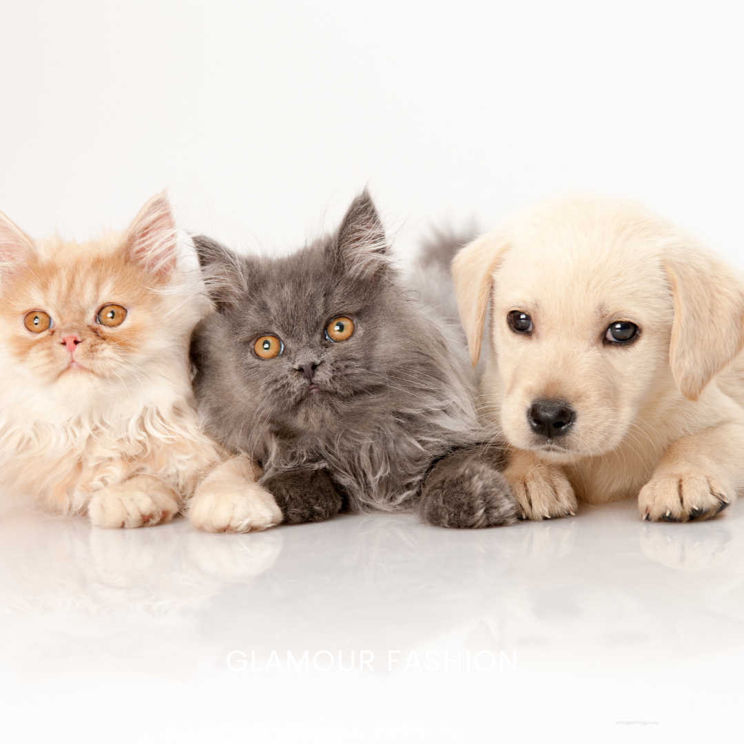 Cat and dog picture for online pet products store banner