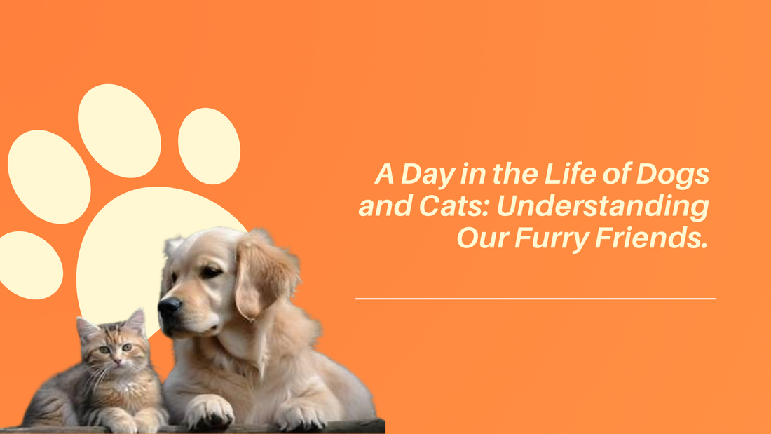 A Day in the Life of Dogs and Cats: Understanding Our Furry Friends