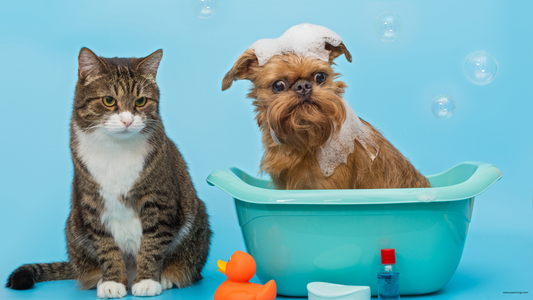 Monday Pet Care Motivation: Keep Your Furry Friends Happy, Healthy & Safe 🐶🐱