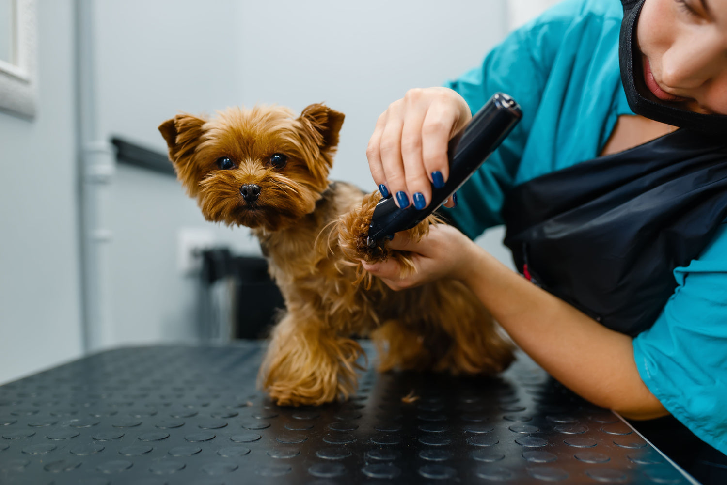 Pet Grooming