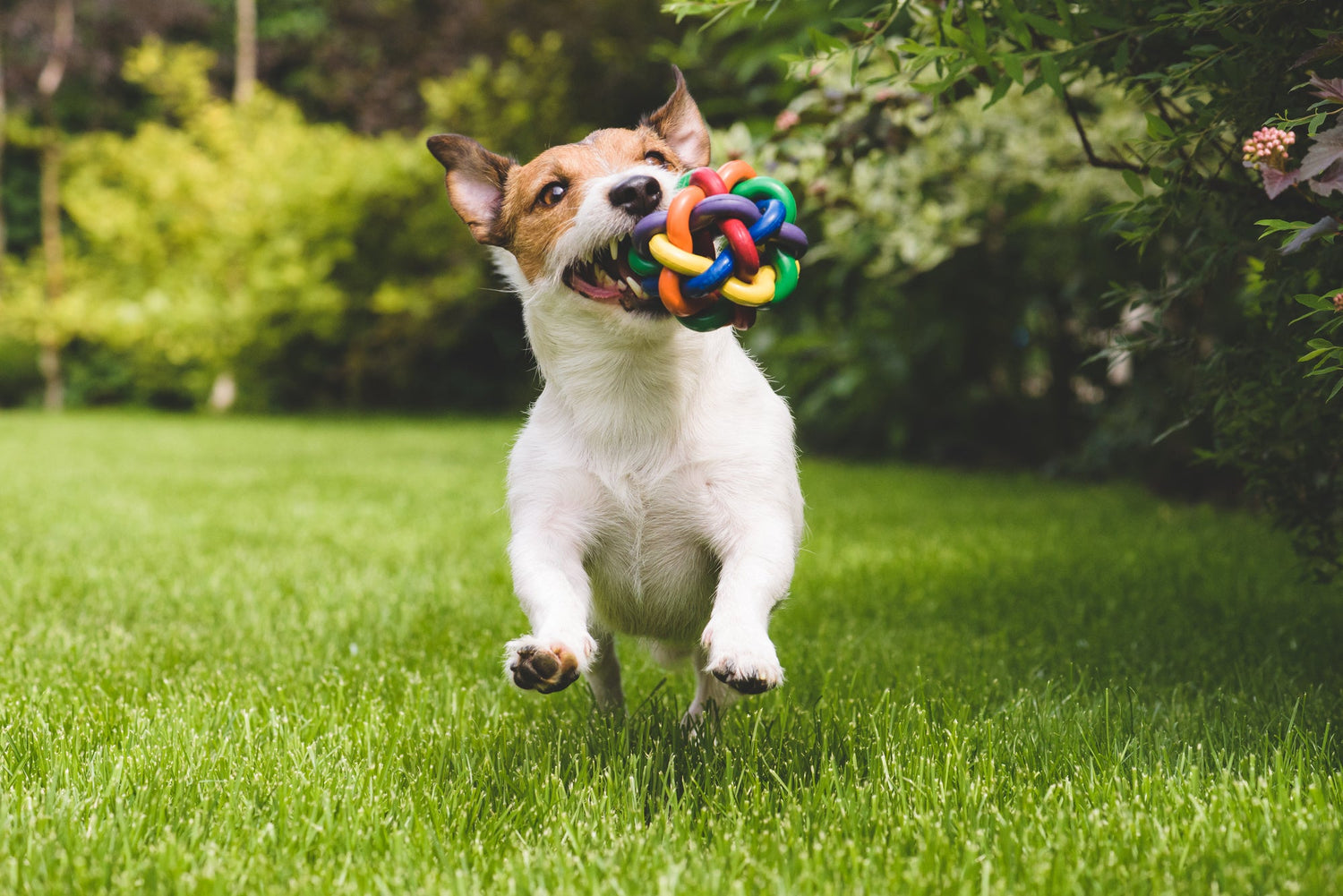 Pet Toys